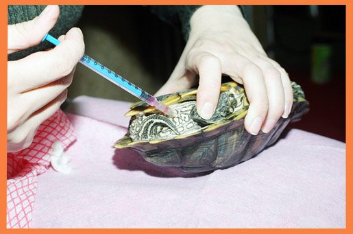 Мы предлагаем лечение рептилий в ветеринарной клинике vivavet.ru