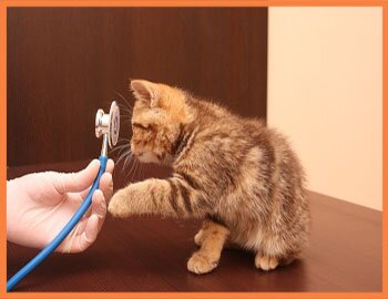 Лечение кошек в Москве в ветеринарной клинике vivavet.ru